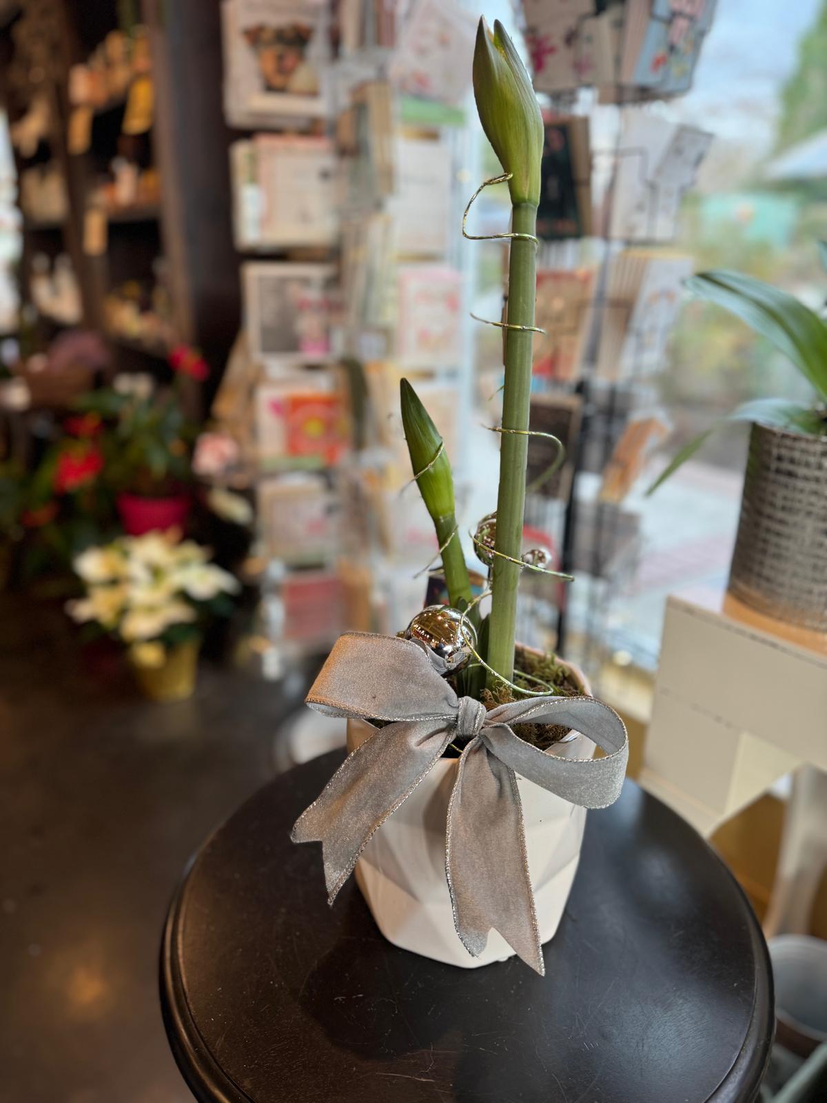 Designer Decorated Amaryllis