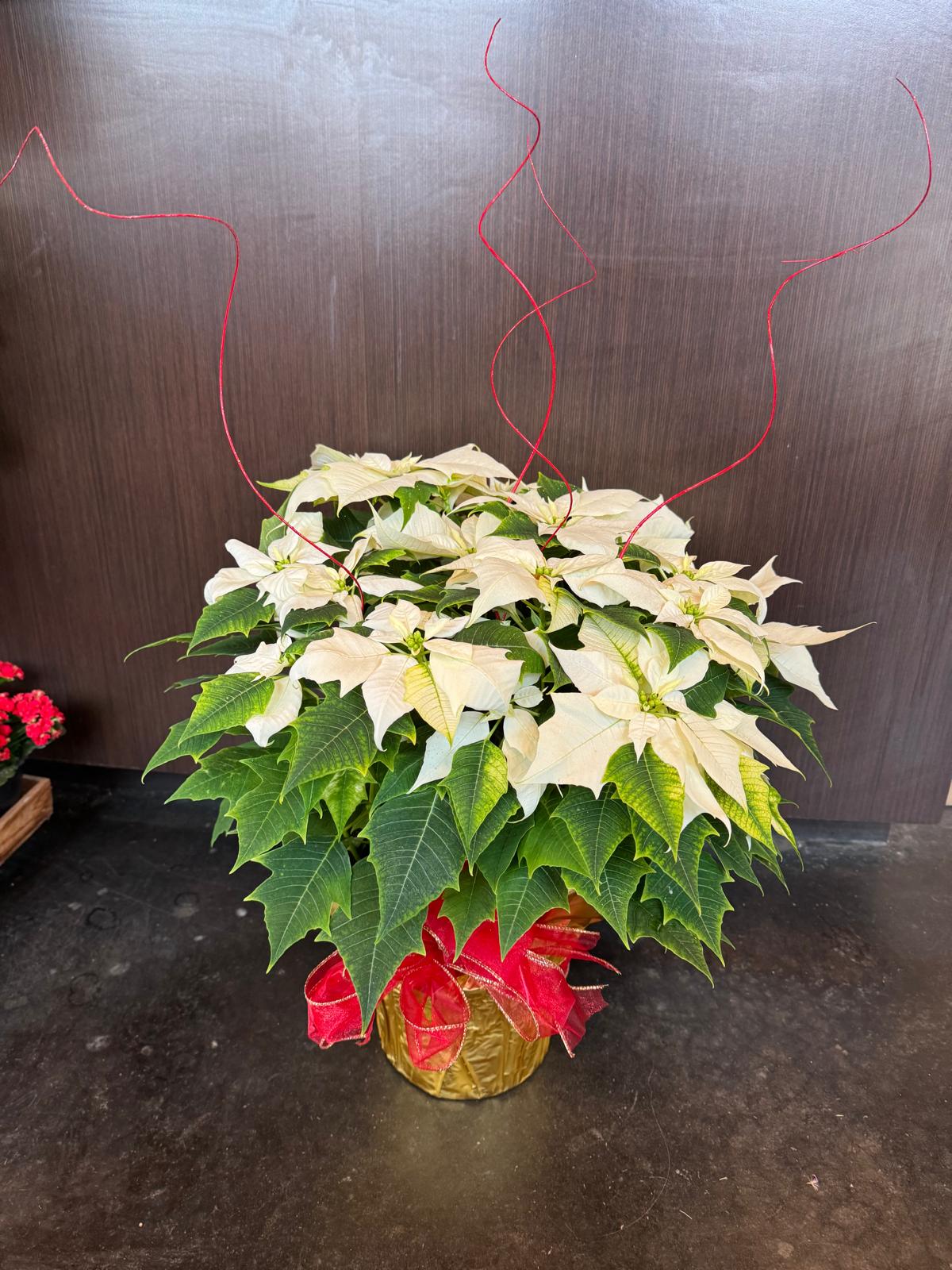 White Poinsettia plant - red accents