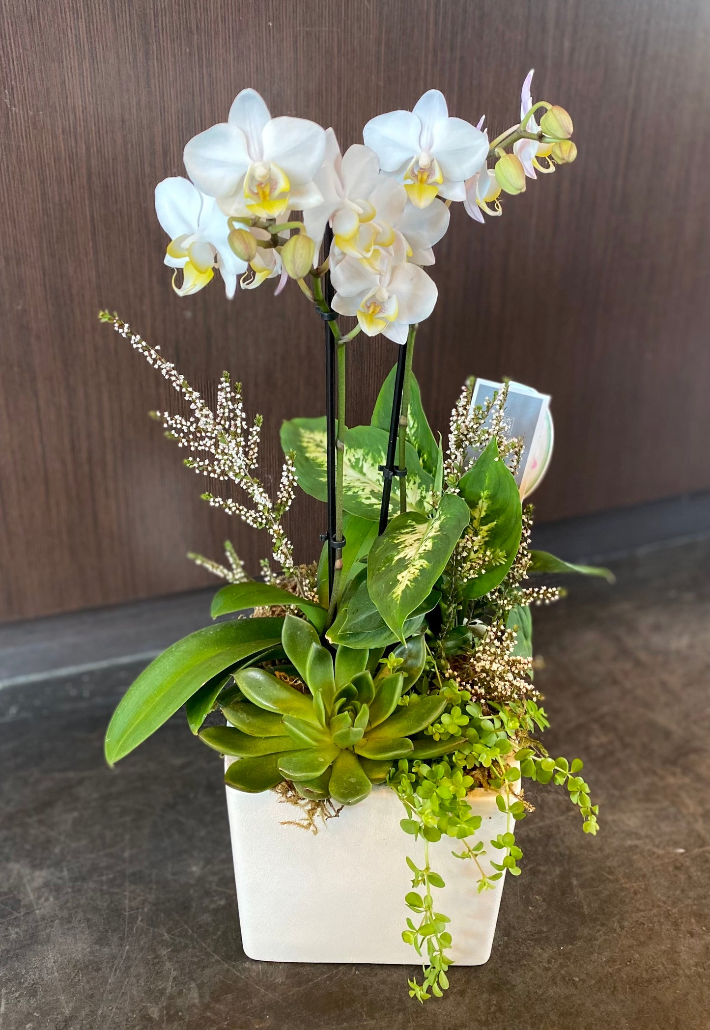 Elegant Orchid Planter