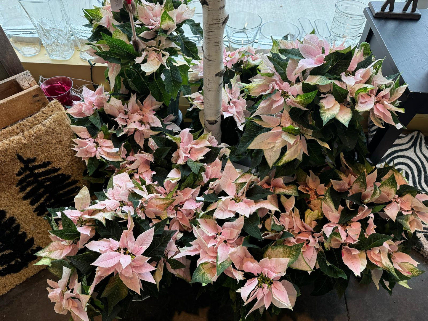 Pink Princettia Poinsettias- potted plant