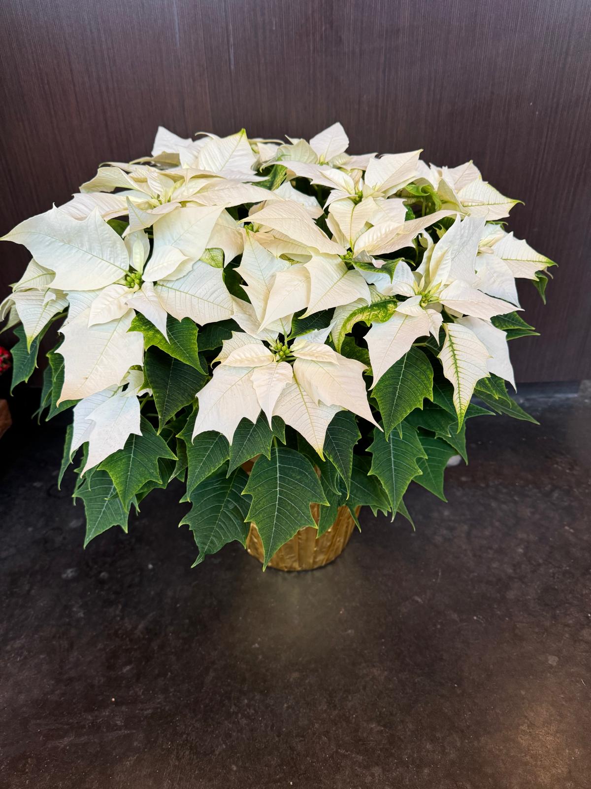 White Poinsettia Plant - Decorated