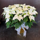 White Poinsettia Plant - Decorated