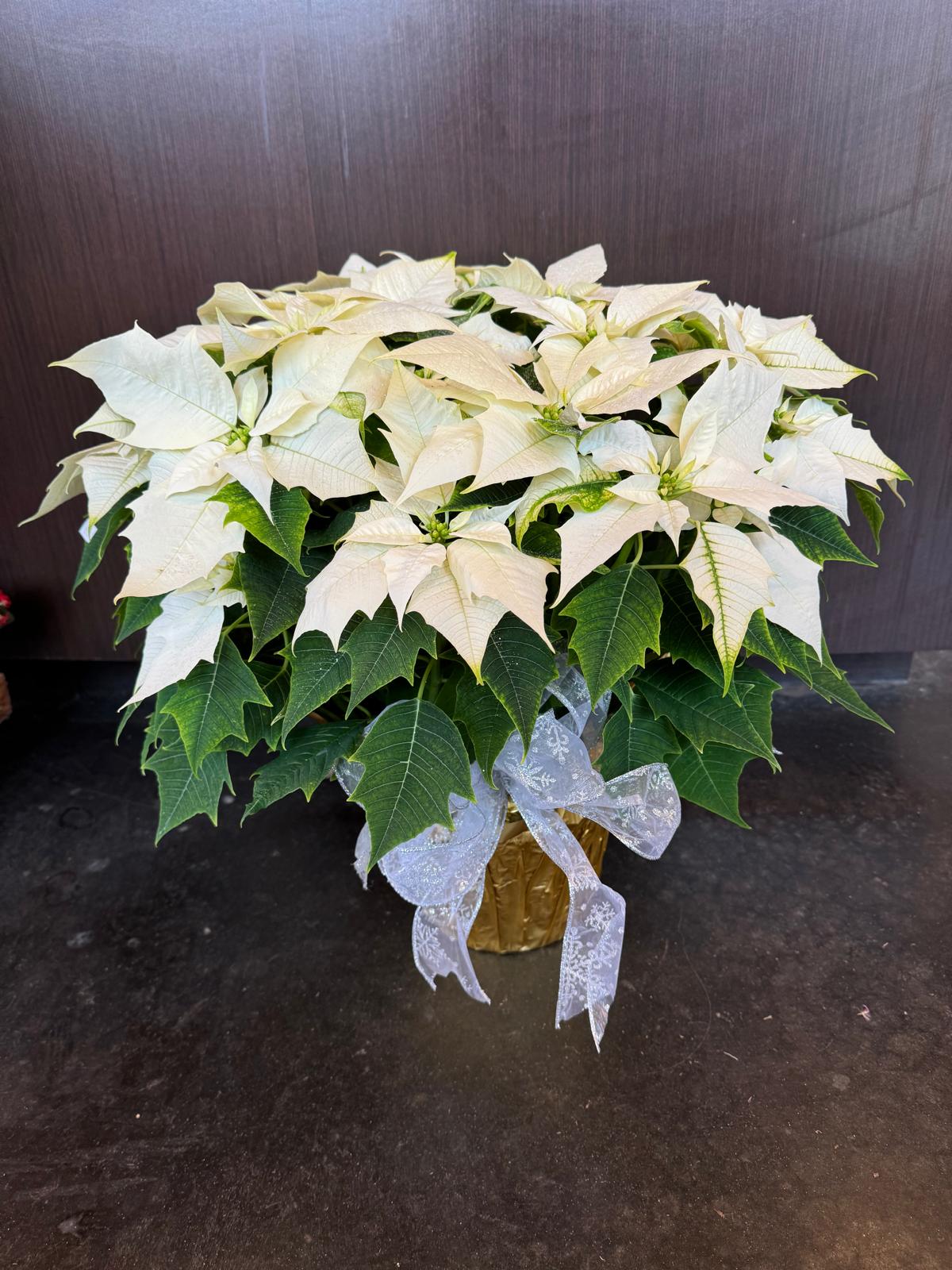 White Poinsettia Plant - Decorated