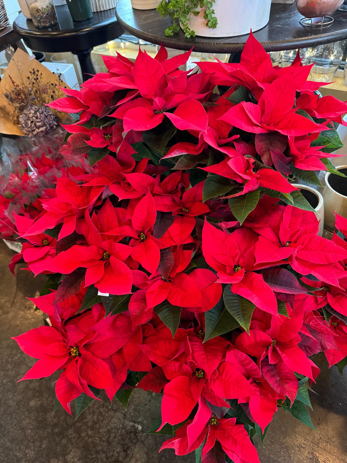 Red Poinsettia plant