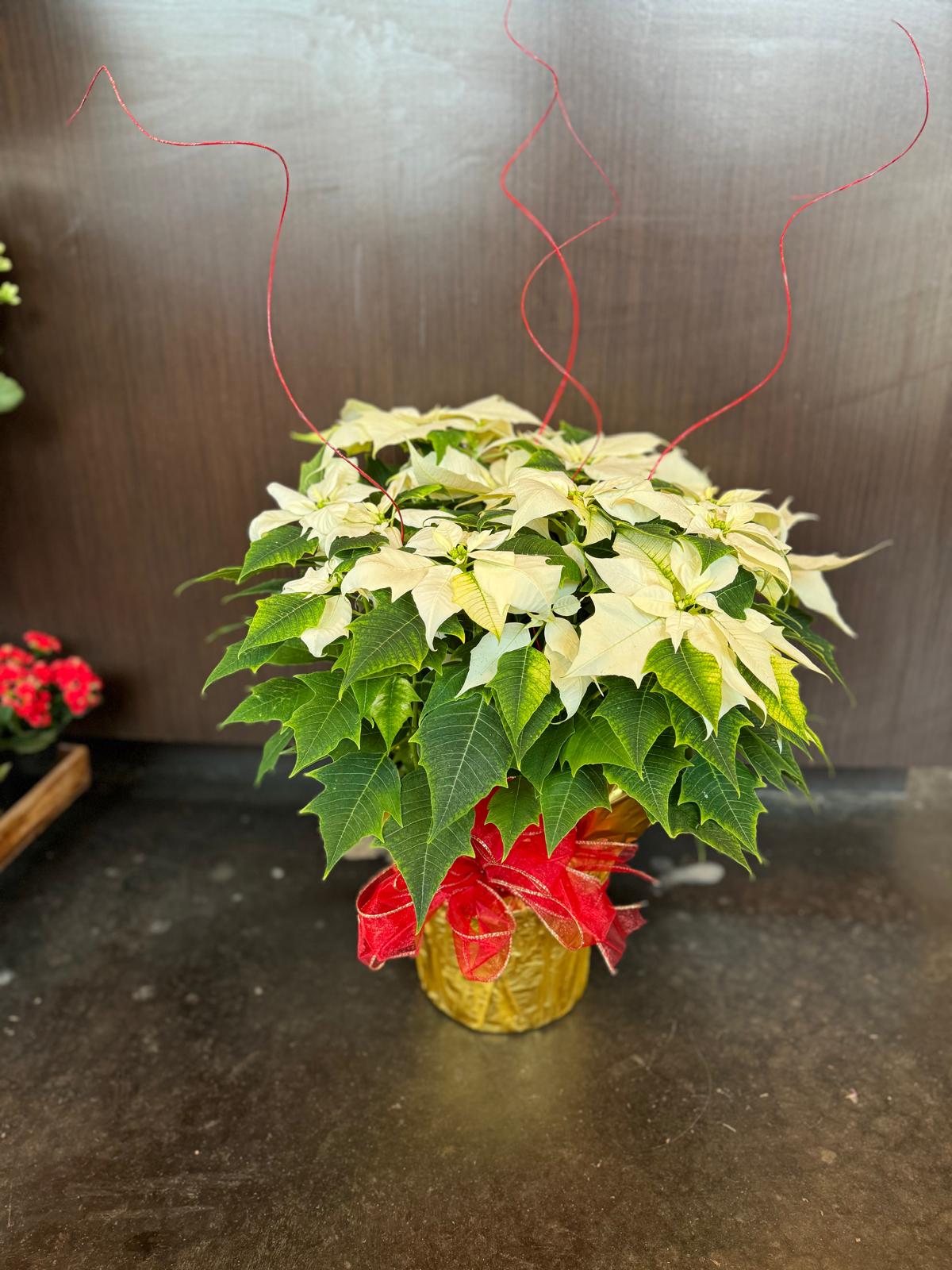 White Poinsettia plant - red accents