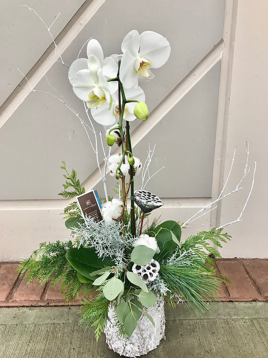 Wintry Orchid Planter - Best of the Season